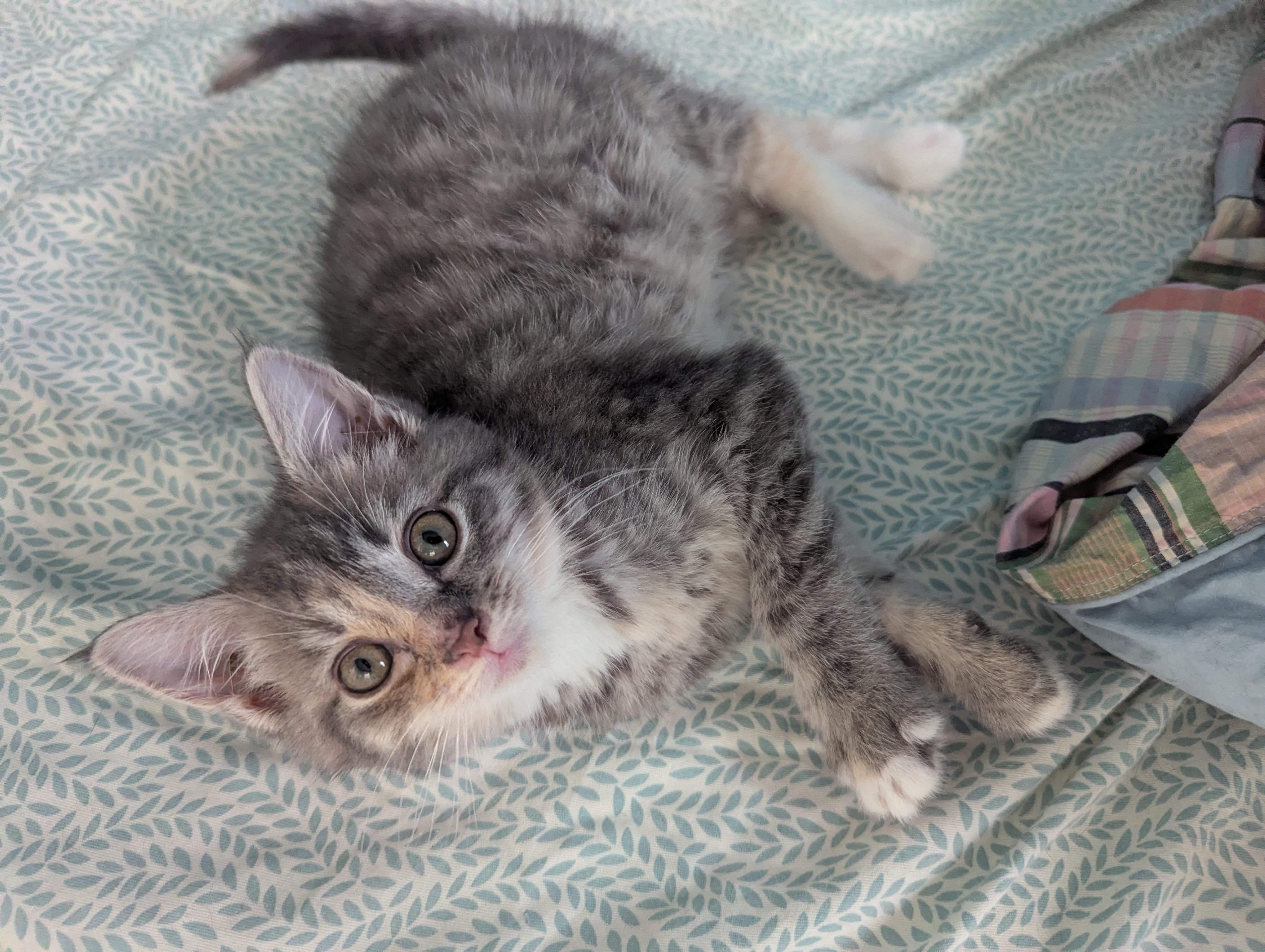 Peppermint Patty, Adoptable, Kitten Female Domestic Short Hair.