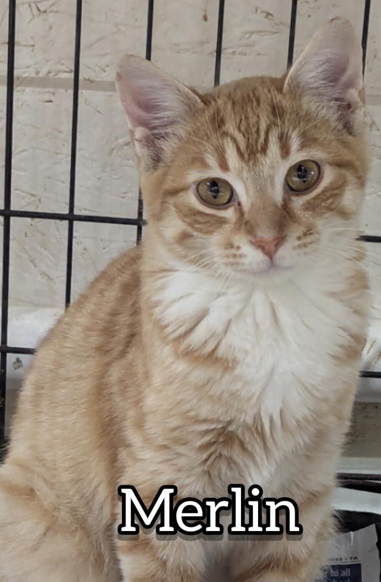 Enlarge Merlin, a Adoptable Domestic Short Hair in Hollister, MO image 2/2