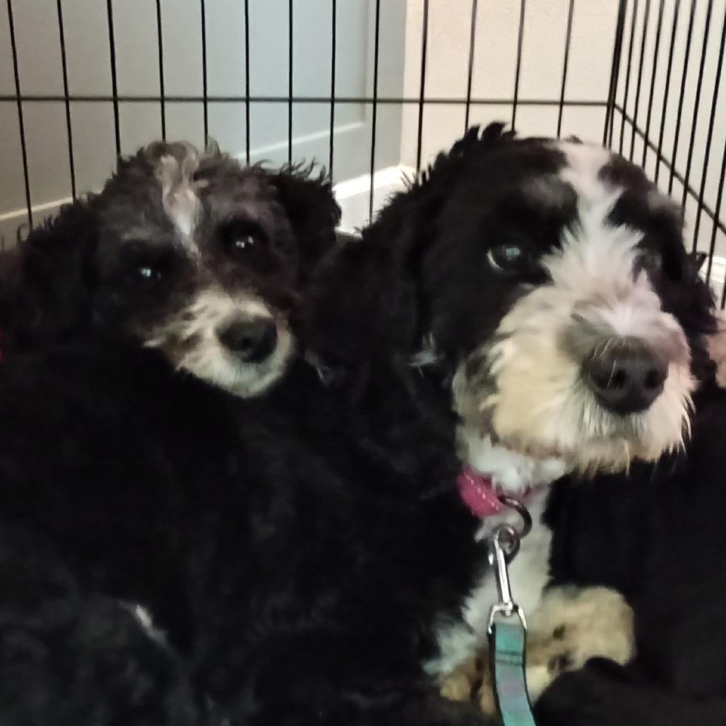 Enlarge Pepper, a Adoptable mixed breed in Delaware, OH image 2/5