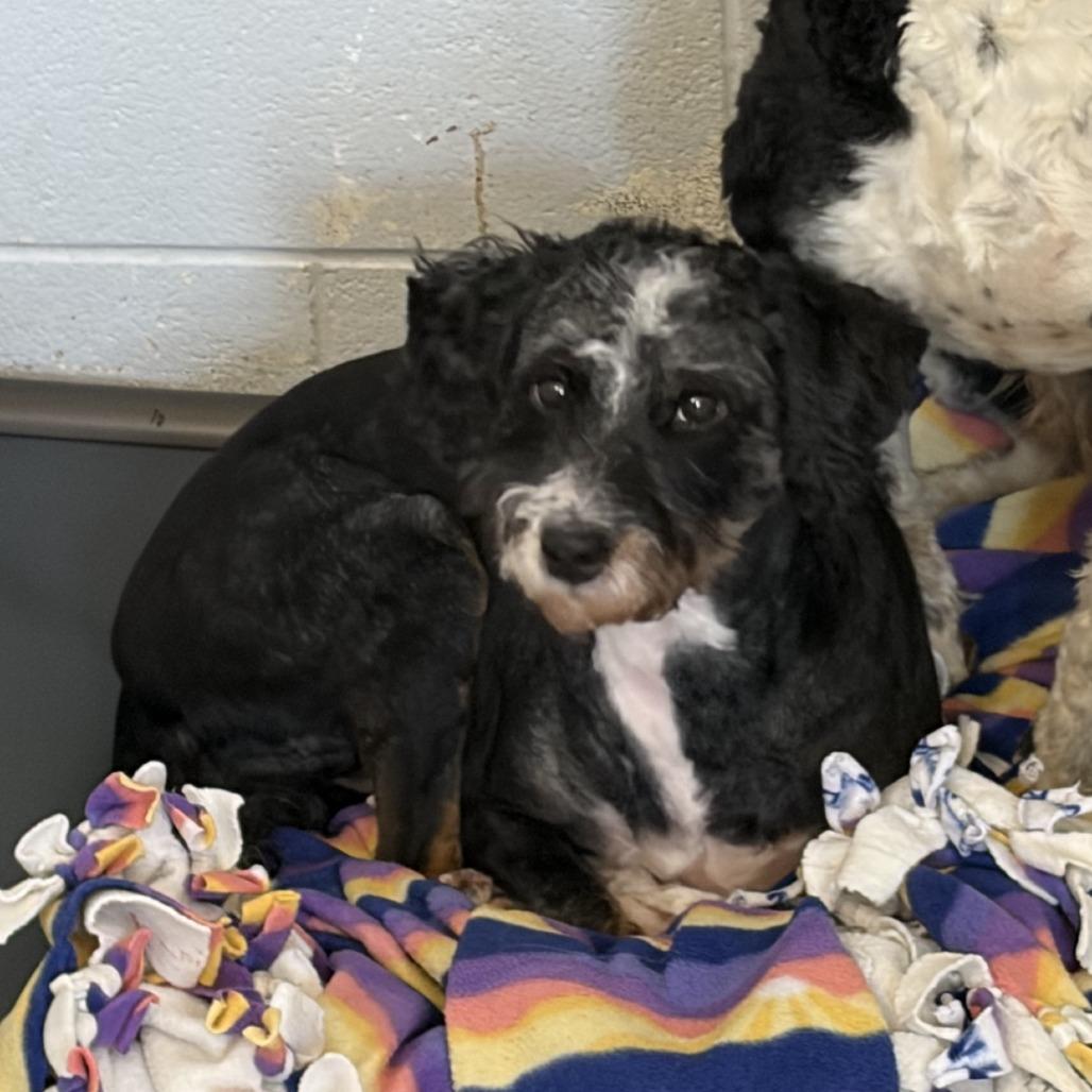 Enlarge Pepper, a Adoptable mixed breed in Delaware, OH image 3/5