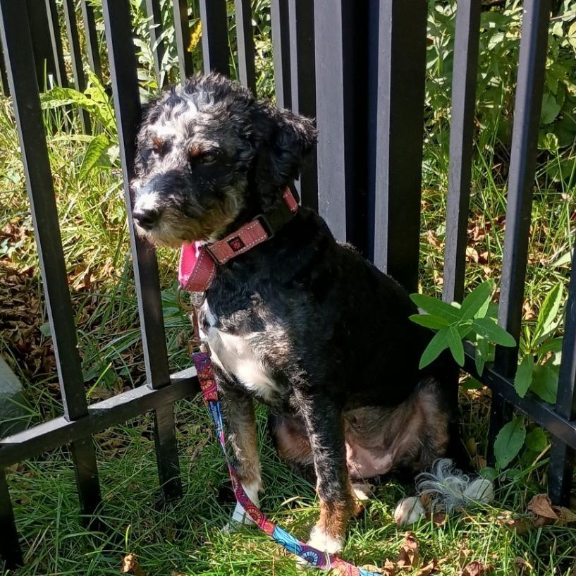 Enlarge Pepper, a Adoptable mixed breed in Delaware, OH image 4/5