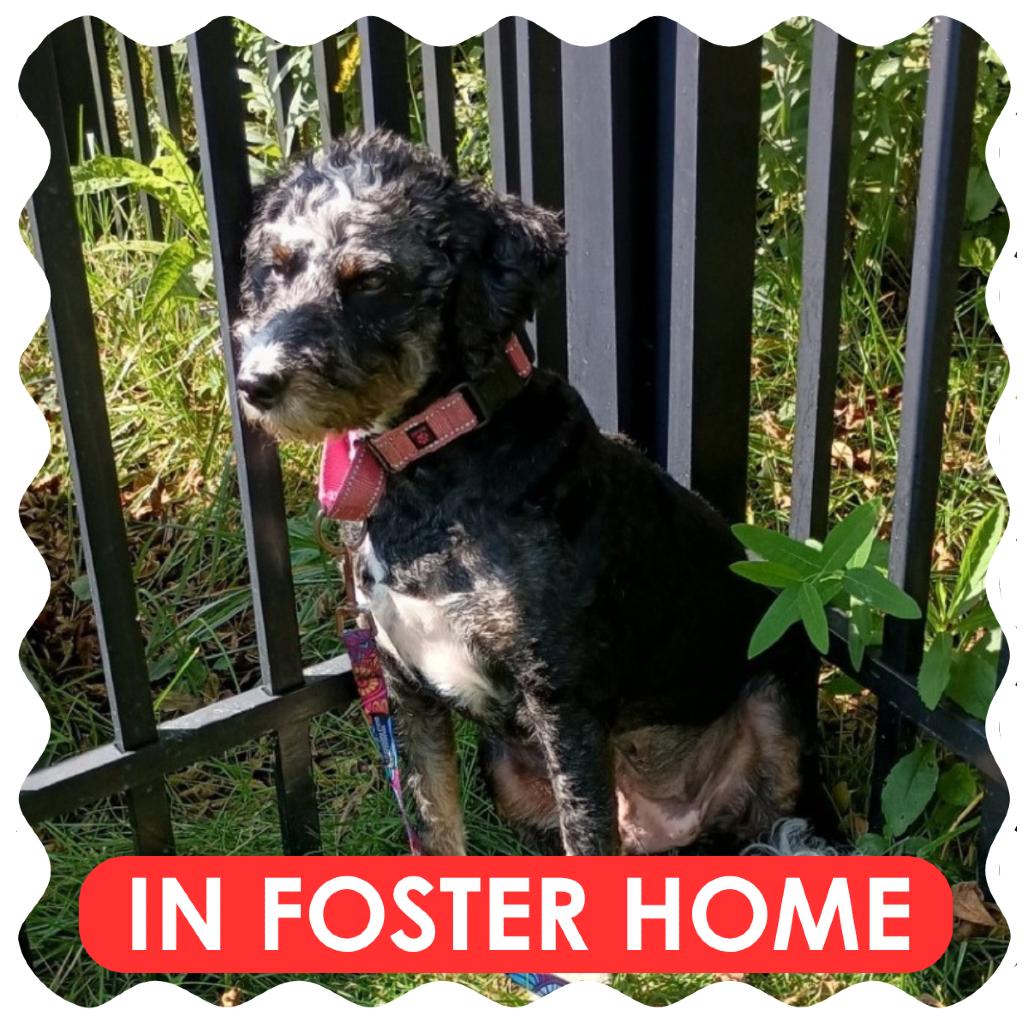 Enlarge Pepper, a Adoptable mixed breed in Delaware, OH image 5/5