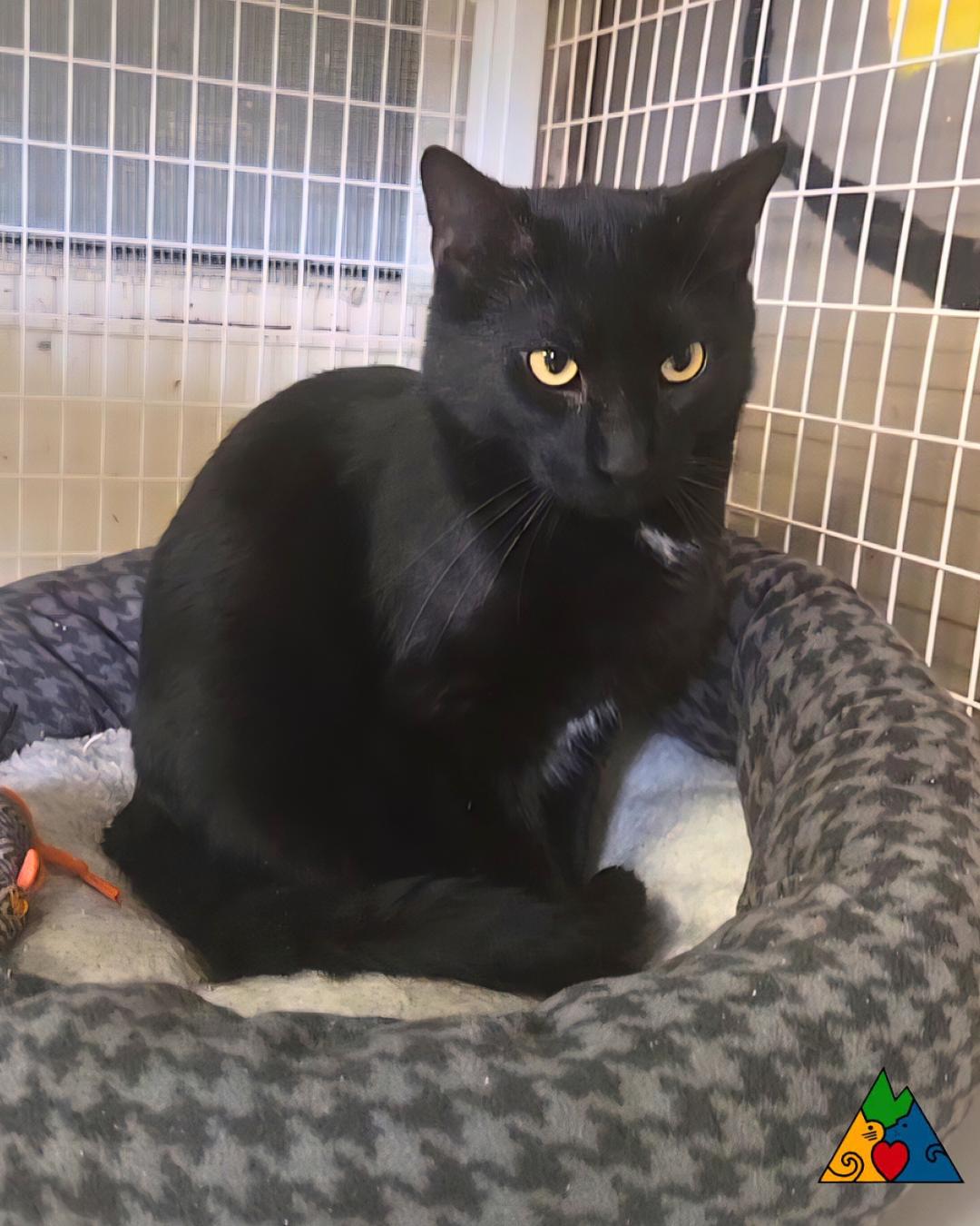 Enlarge Claudius, a ADOPTABLE Domestic Short Hair in Douglas, WY image 2/4