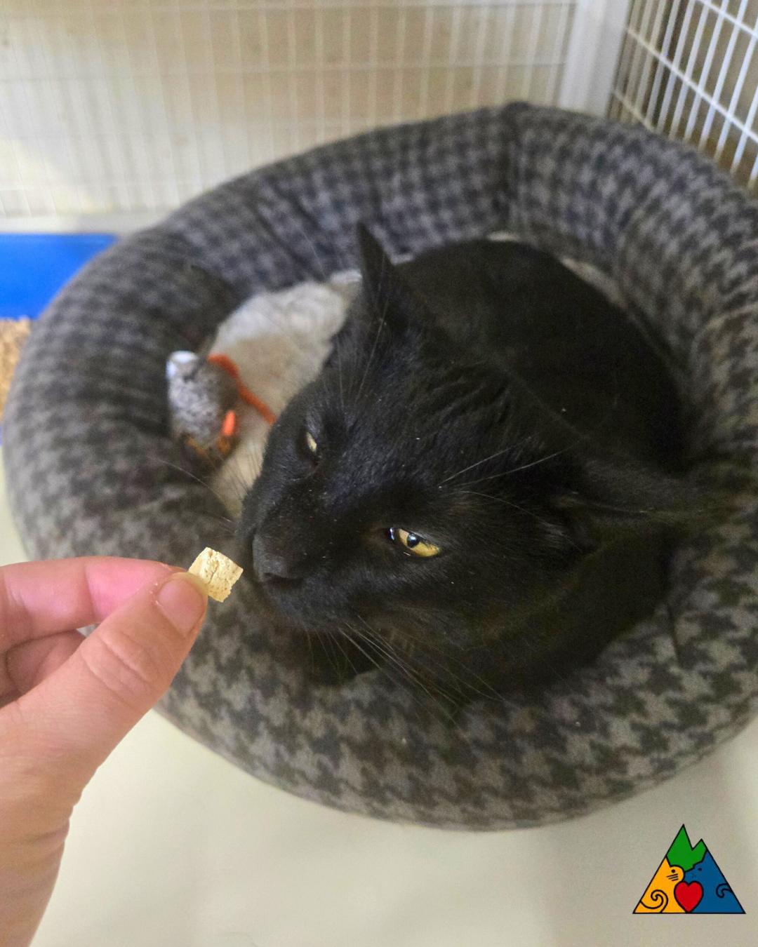 Enlarge Claudius, a ADOPTABLE Domestic Short Hair in Douglas, WY image 1/4