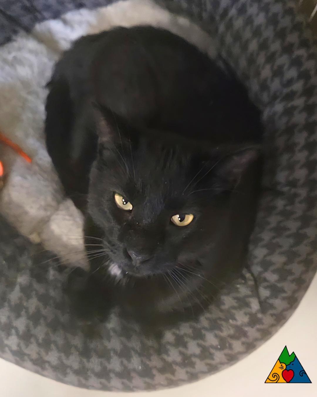 Enlarge Claudius, a ADOPTABLE Domestic Short Hair in Douglas, WY image 3/4