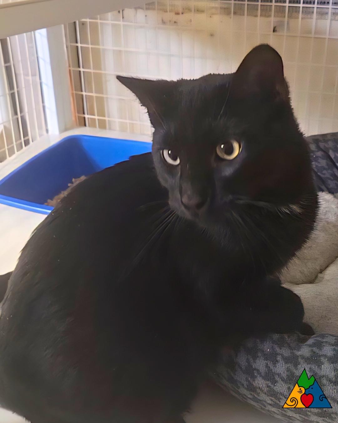 Enlarge Claudius, a ADOPTABLE Domestic Short Hair in Douglas, WY image 4/4