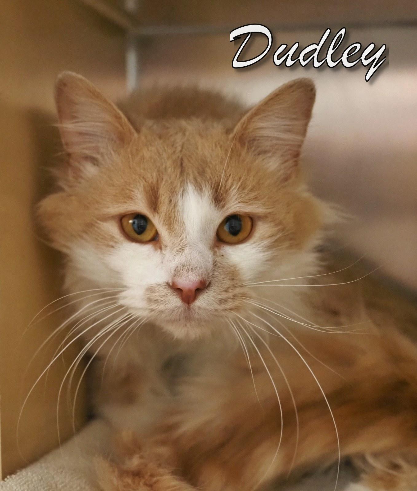 Enlarge Dudley, an adopted Domestic Long Hair in Cape May Court House, NJ image 4/5