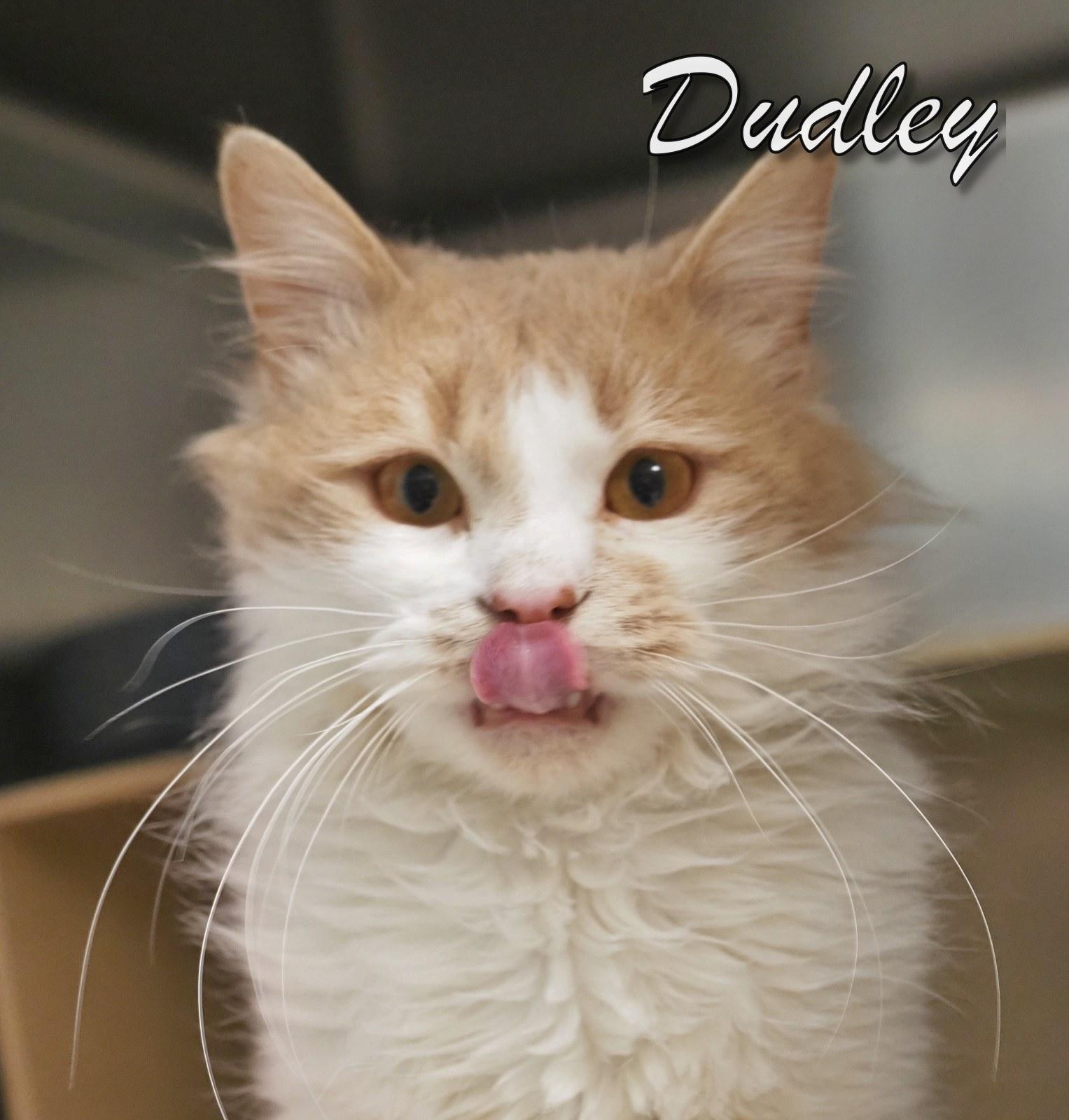 Enlarge Dudley, an adopted Domestic Long Hair in Cape May Court House, NJ image 5/5