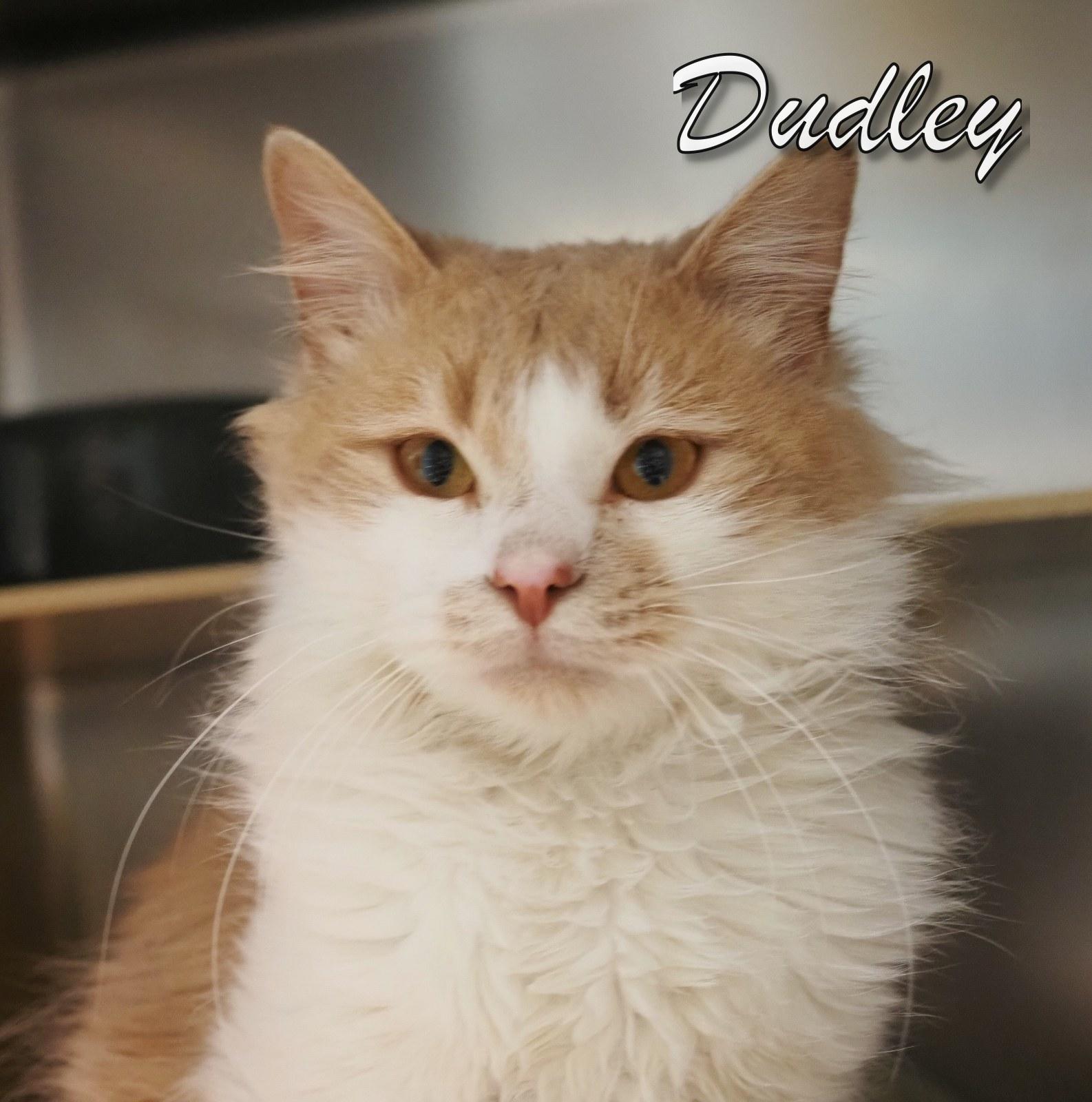 Enlarge Dudley, an adopted Domestic Long Hair in Cape May Court House, NJ image 3/5