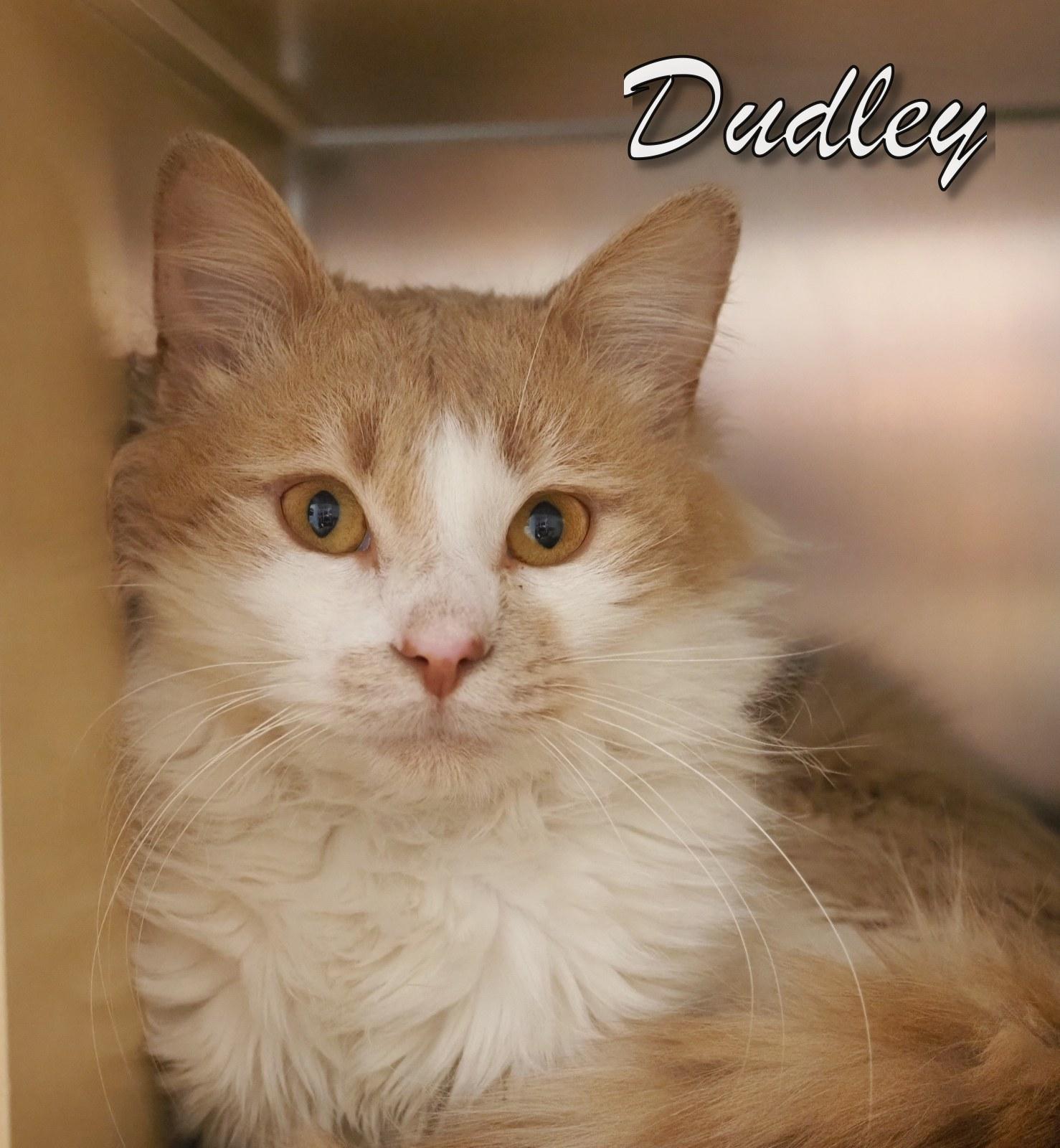 Enlarge Dudley, an adopted Domestic Long Hair in Cape May Court House, NJ image 1/5