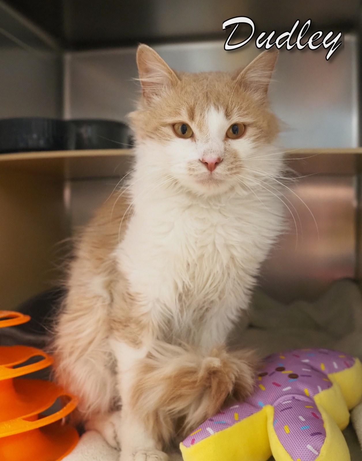 Enlarge Dudley, an adopted Domestic Long Hair in Cape May Court House, NJ image 2/5