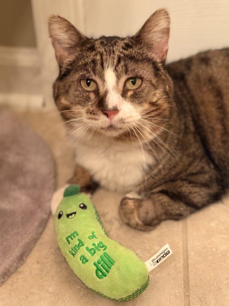 Ralph, Adoptable, Adult Male Domestic Short Hair.