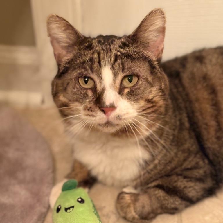 Enlarge Ralph, a Adoptable mixed breed in Pitman, NJ image 1/3