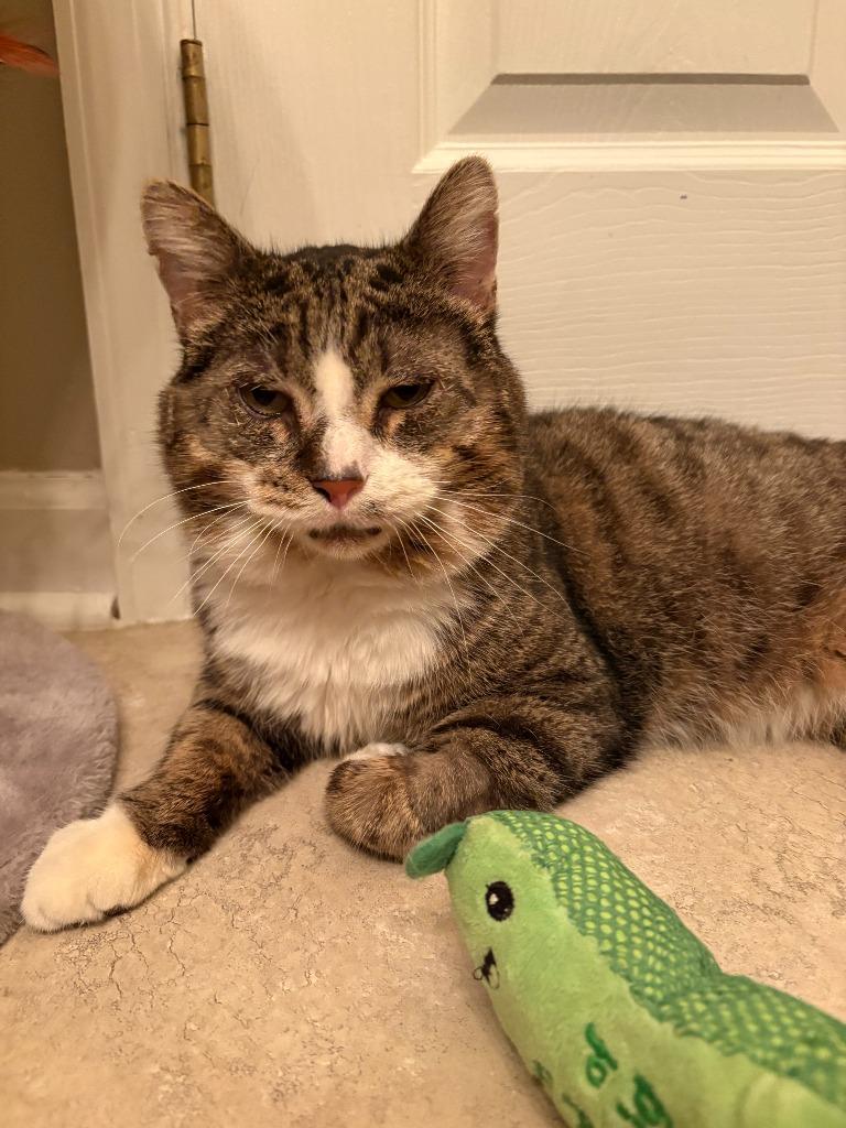 Enlarge Ralph, a Adoptable mixed breed in Pitman, NJ image 2/3