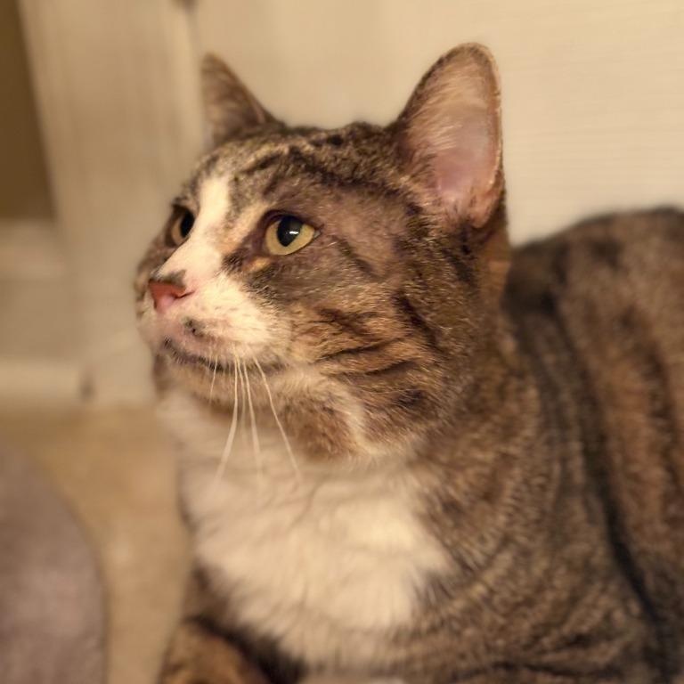 Enlarge Ralph, a Adoptable mixed breed in Pitman, NJ image 3/3