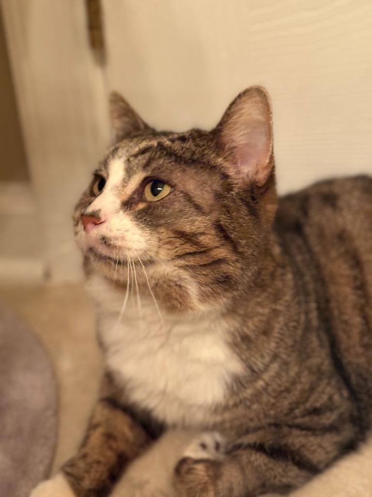 Enlarge Ralph, a Adoptable mixed breed in Pitman, NJ image 3/3