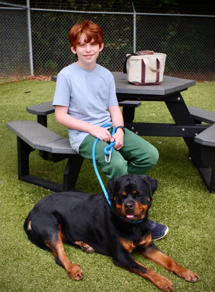 Gretel, Adoptable, Young Female Rottweiler.