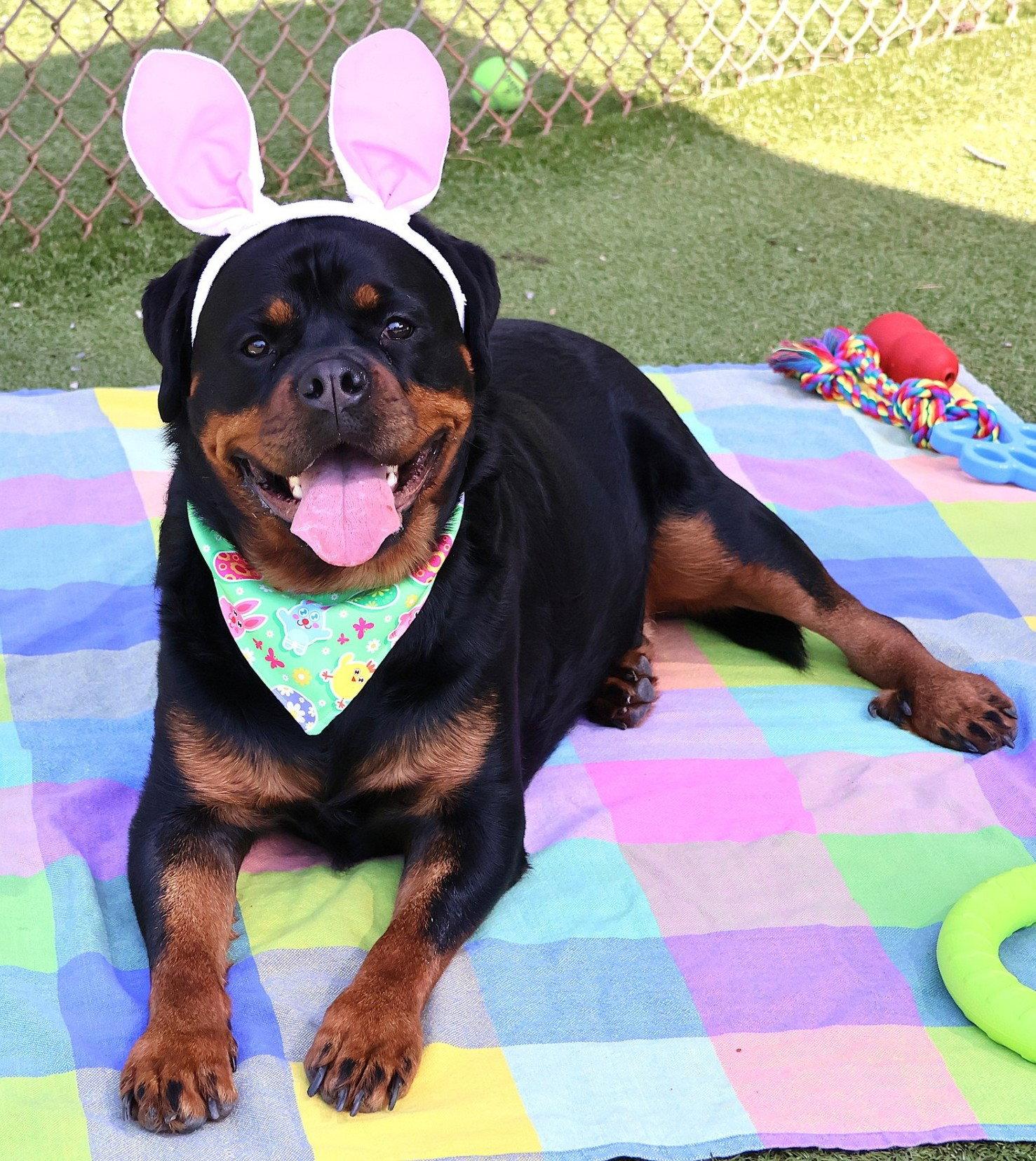 Enlarge Gretel, a Adoptable Rottweiler in Hillsboro, NH image 2/3
