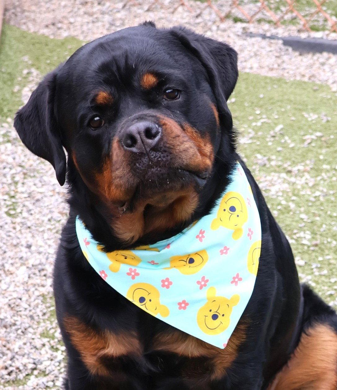 Enlarge Gretel, a Adoptable Rottweiler in Hillsboro, NH image 3/3