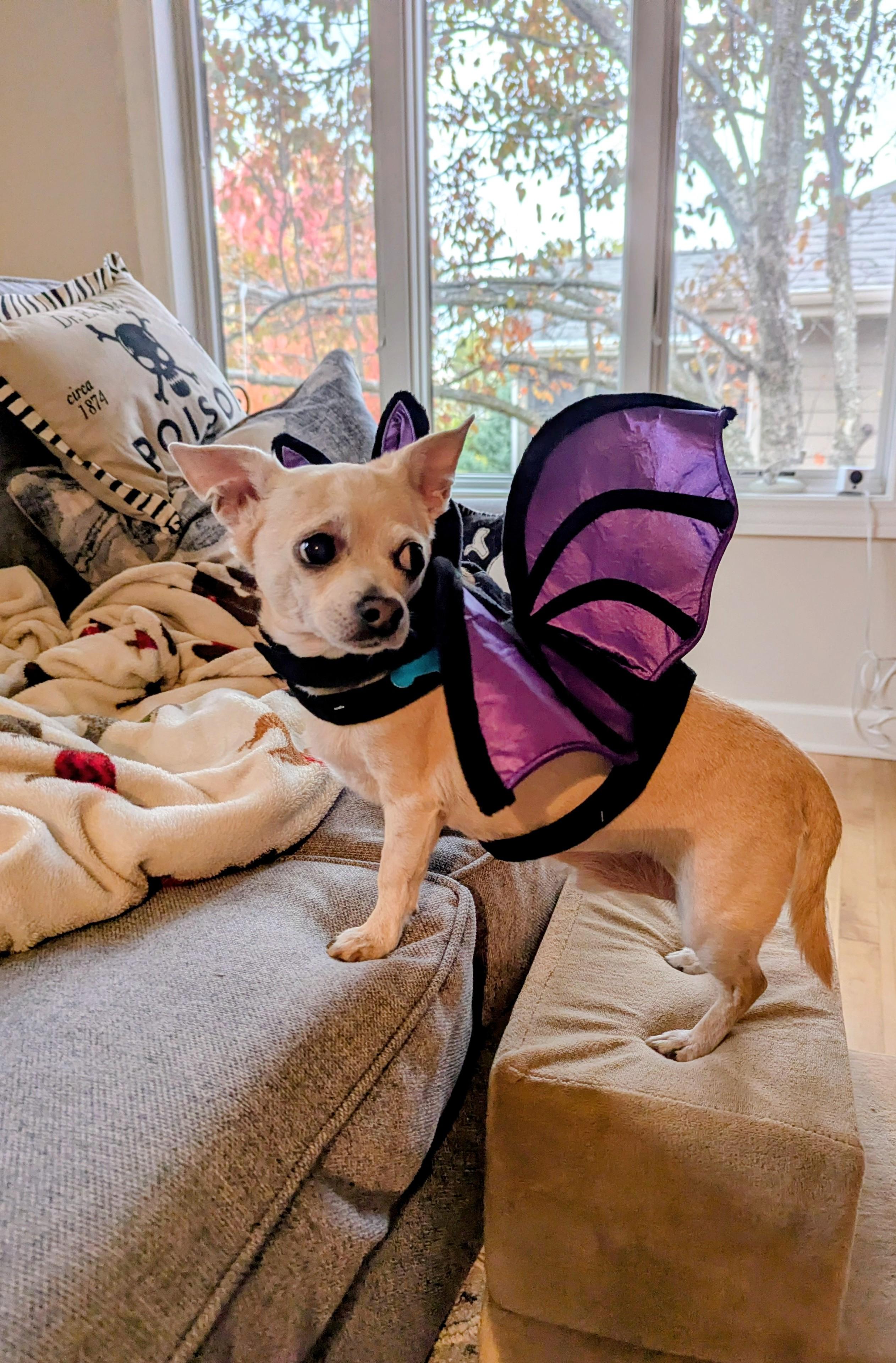 Phillip, a Adoptable Chihuahua in Whitewater, WI image 5/6