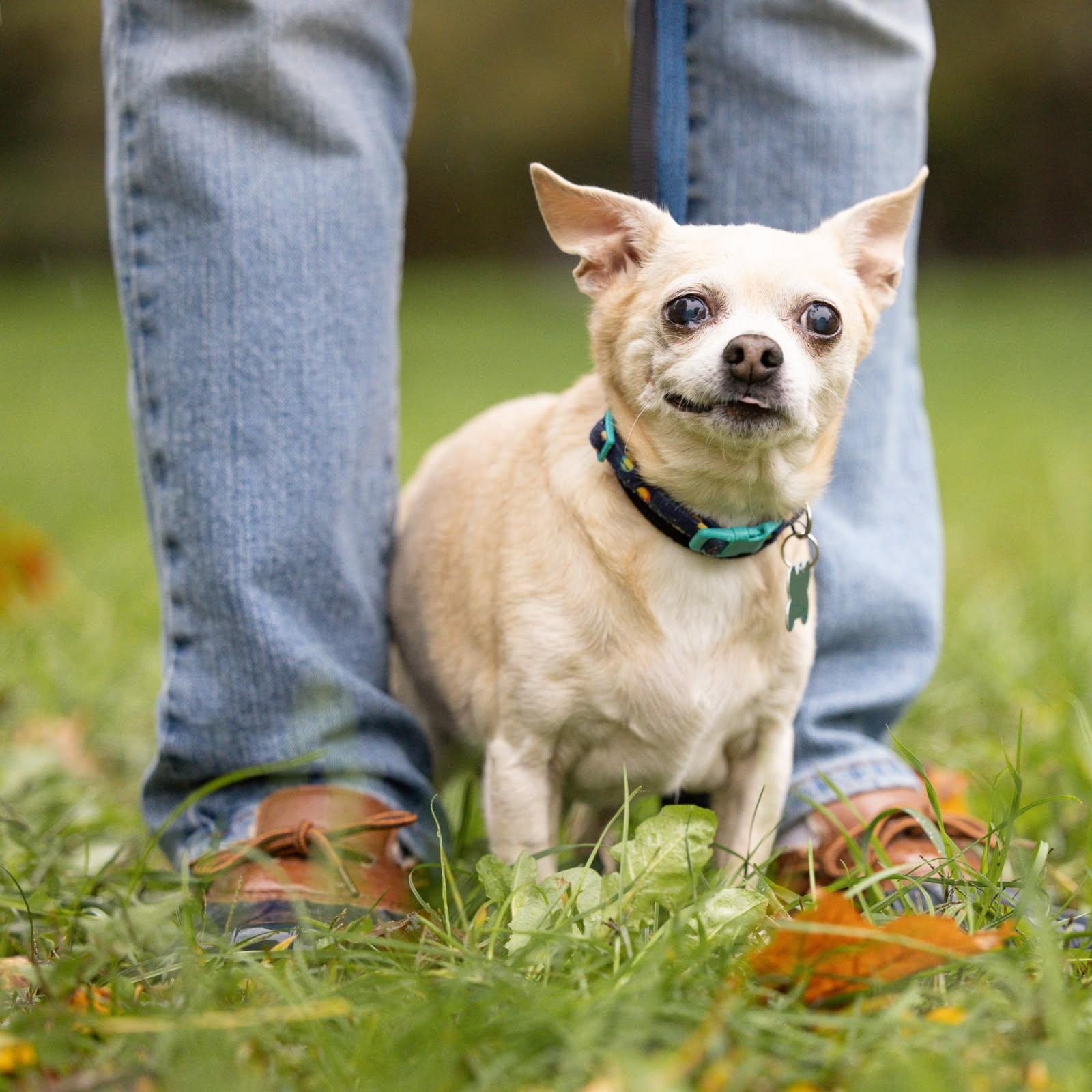 Phillip, a Adoptable Chihuahua in Whitewater, WI image 2/6