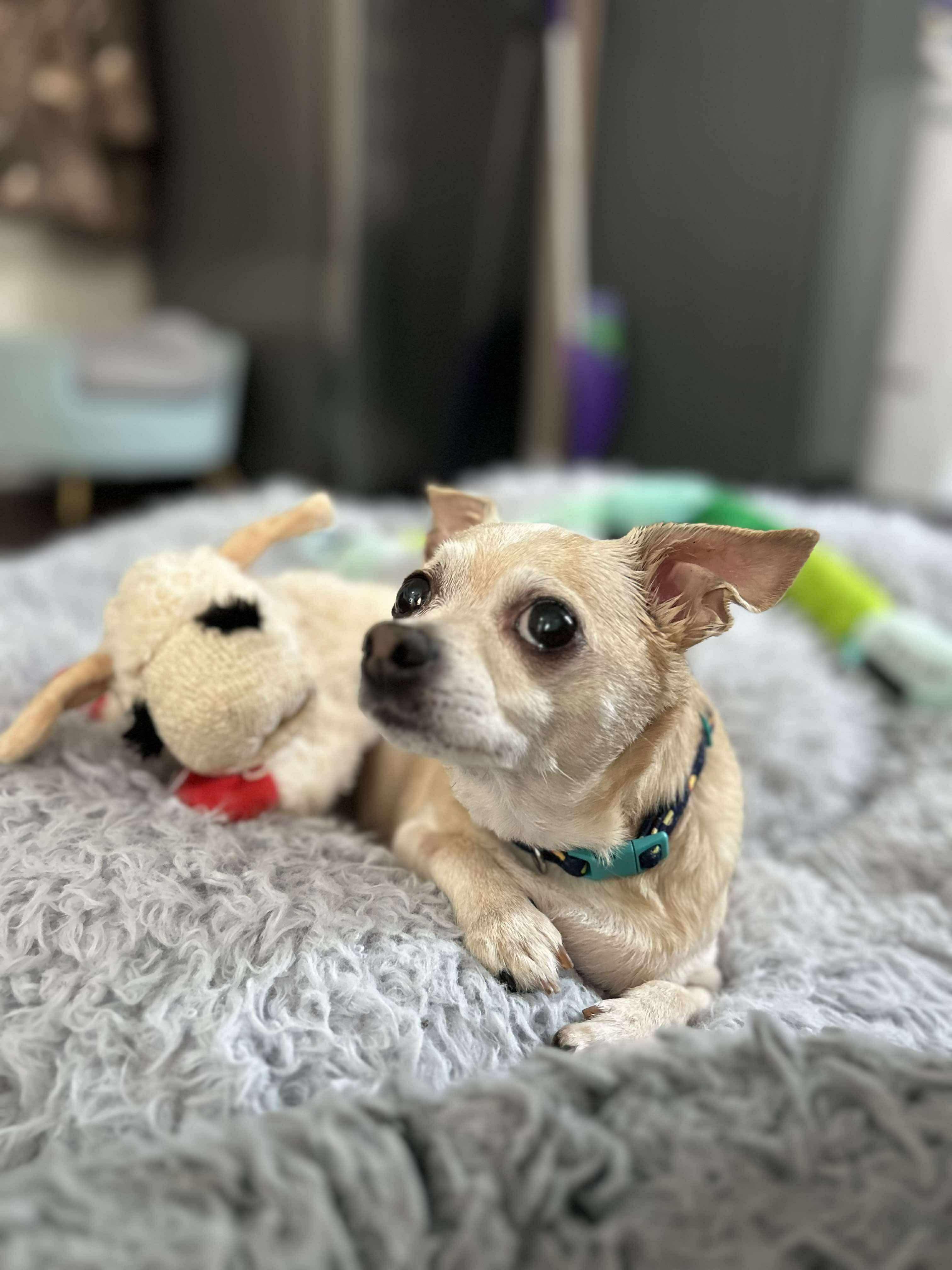 Phillip, Adoptable, Senior Male Chihuahua.