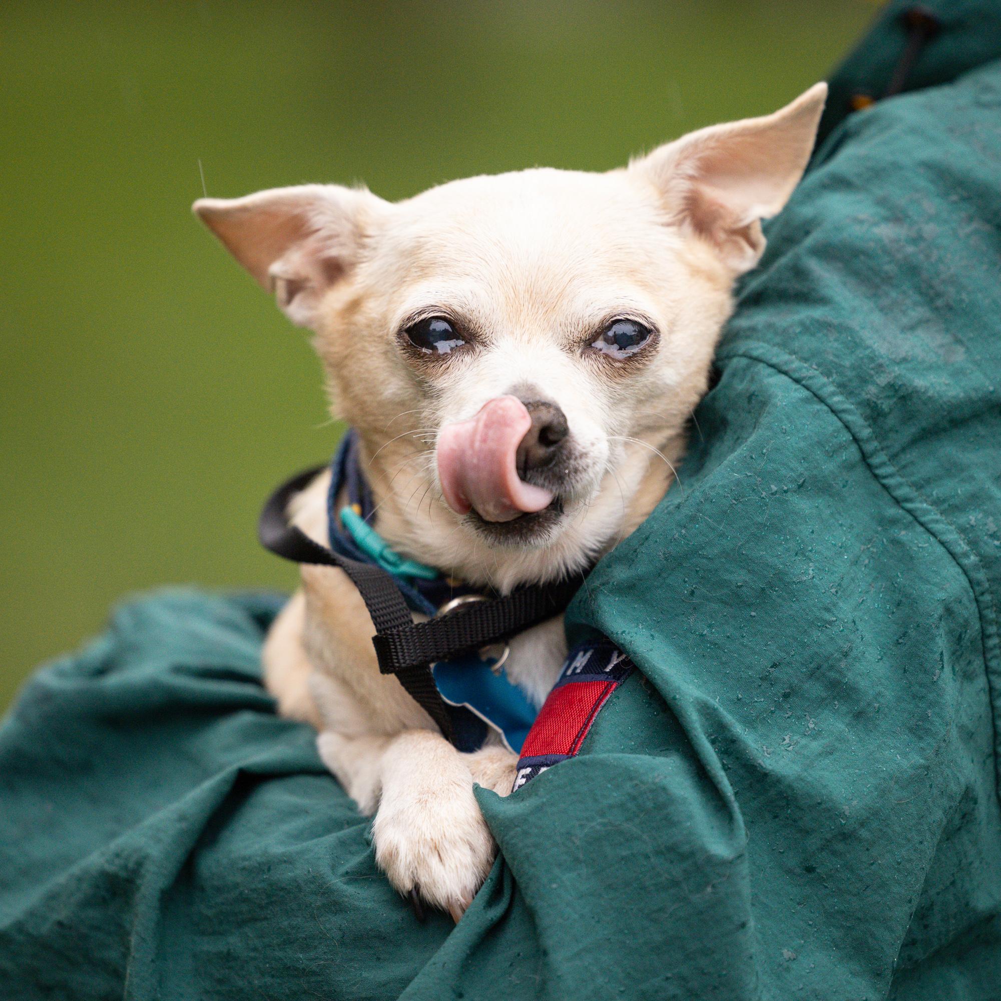 Phillip, a Adoptable Chihuahua in Whitewater, WI image 6/6