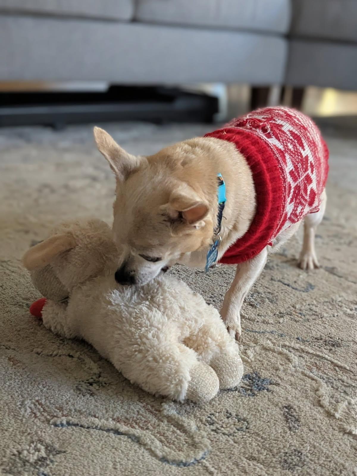 Phillip, a Adoptable Chihuahua in Whitewater, WI image 4/6
