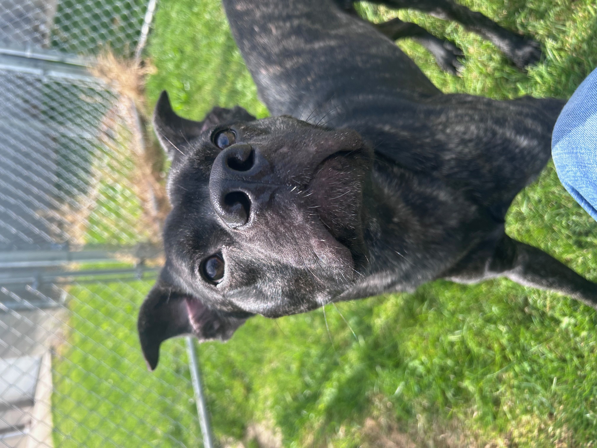 Enlarge Walker, a Adoptable Mixed Breed in Seneca, PA image 3/4