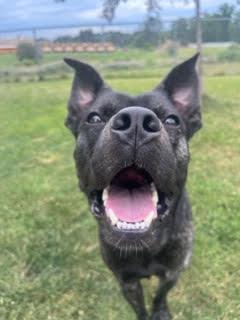 Walker, Adoptable, Adult Male Mixed Breed.