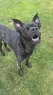 Enlarge Walker, a Adoptable Mixed Breed in Seneca, PA image 2/5