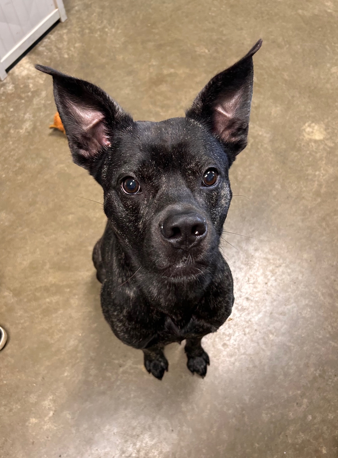 Enlarge Walker, a Adoptable Mixed Breed in Seneca, PA image 4/4