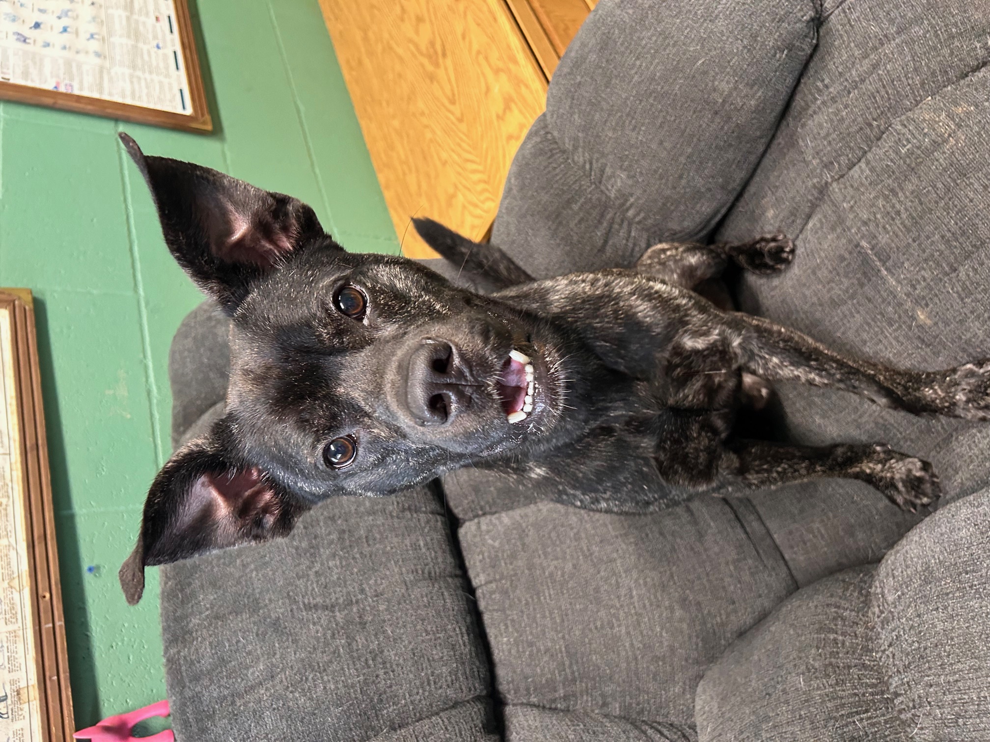 Enlarge Walker, a Adoptable Mixed Breed in Seneca, PA image 1/4