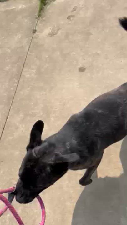 Enlarge Walker, a Adoptable Mixed Breed in Seneca, PA video 2/4