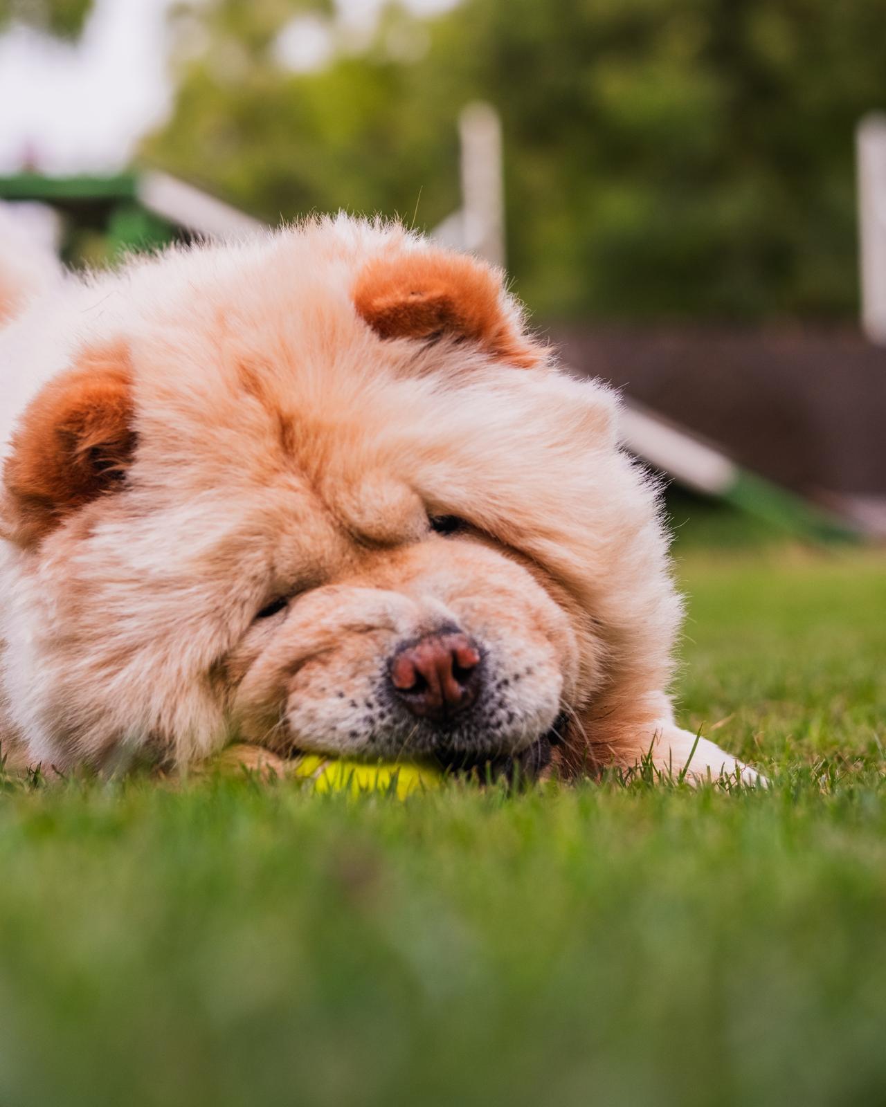Coco the Chow from Kuwait photo 6