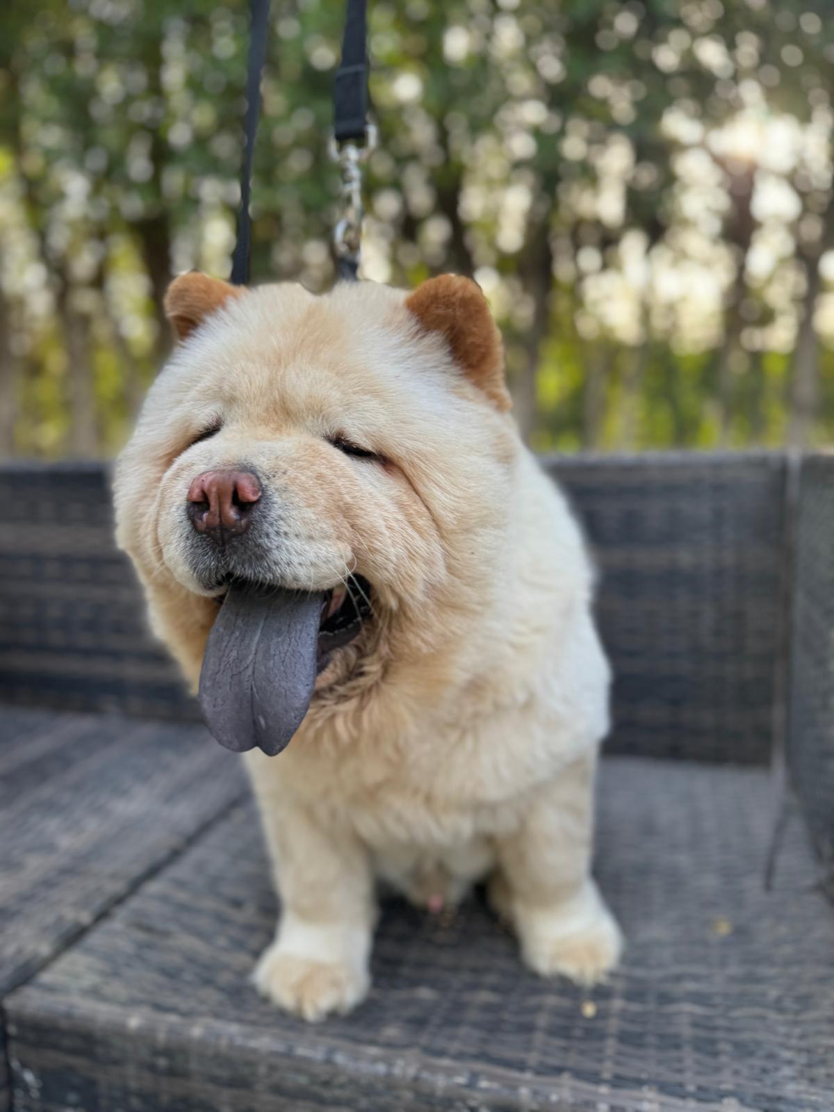 Coco the Chow from Kuwait, Adult Male Chow Chow