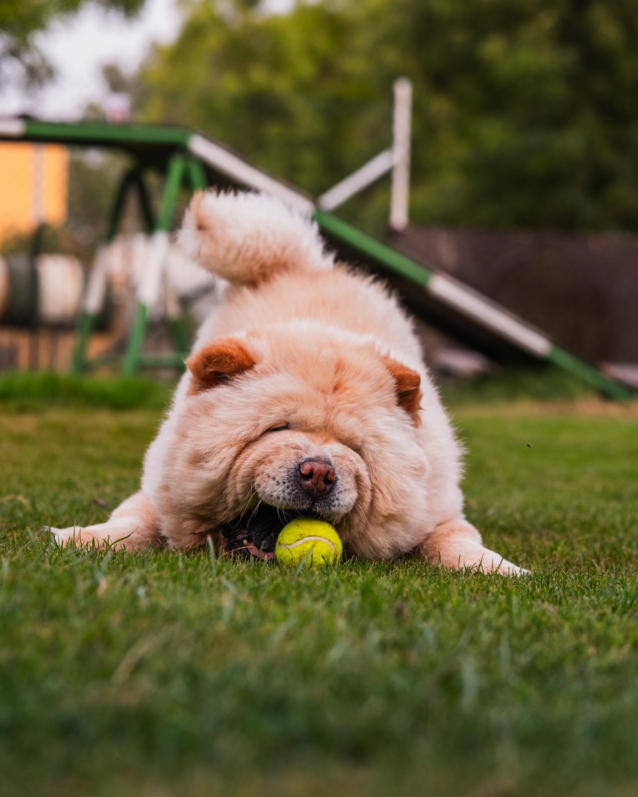 Coco the Chow from Kuwait photo 3