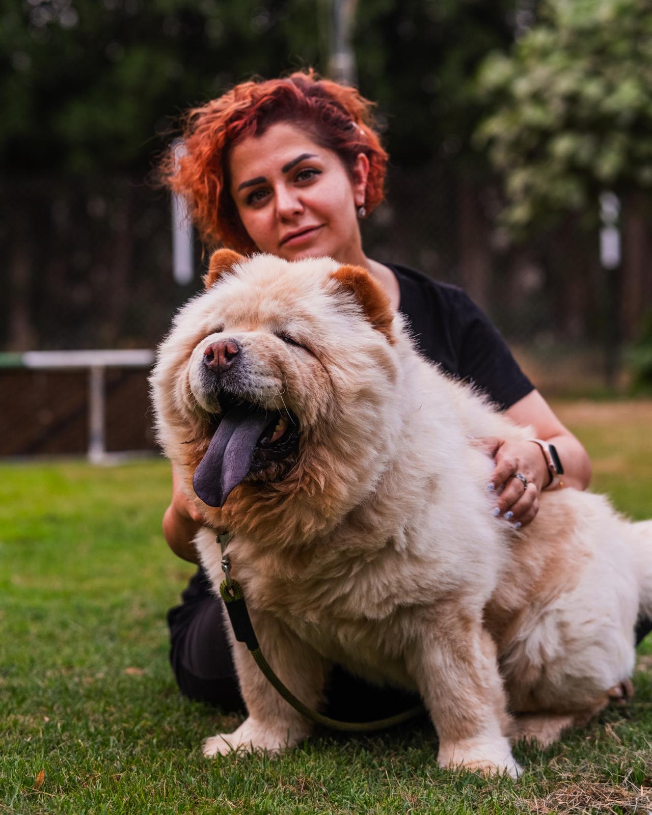 Coco the Chow from Kuwait photo 5