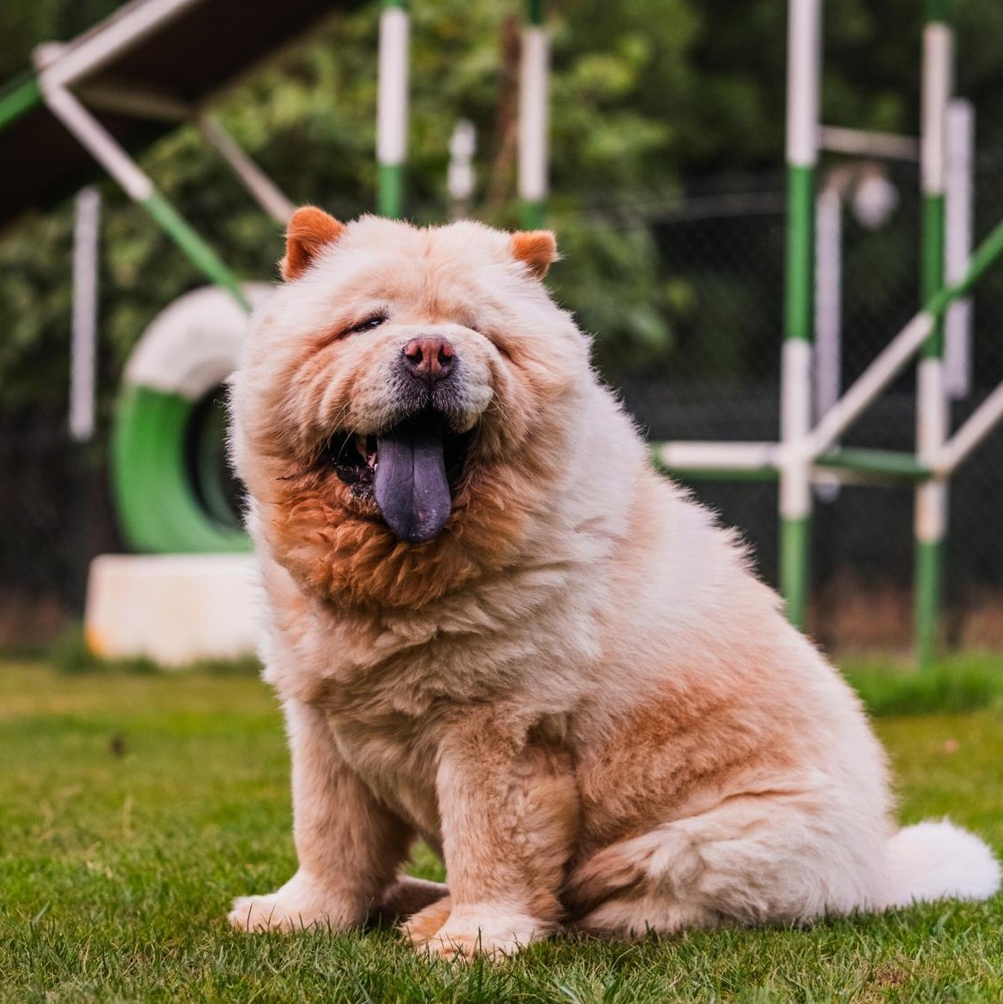 Coco the Chow from Kuwait photo 2