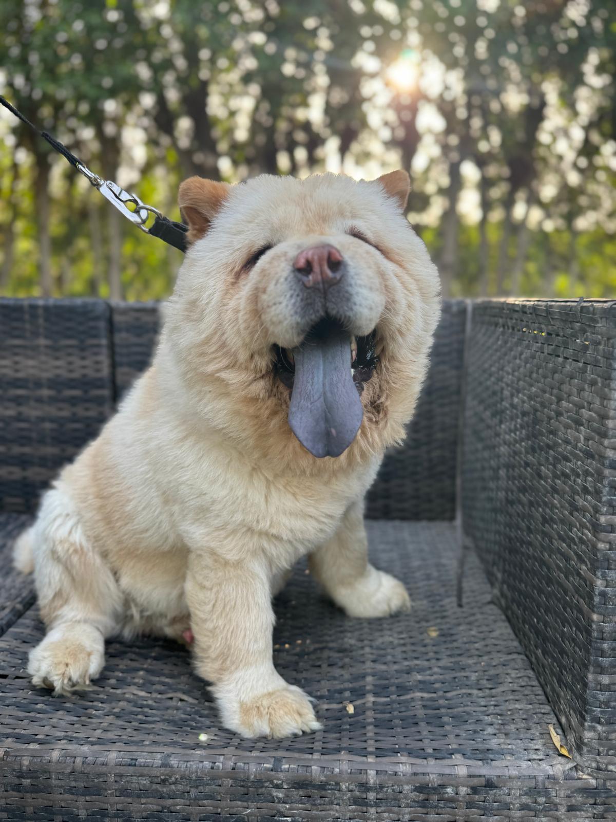 Coco the Chow from Kuwait photo 4