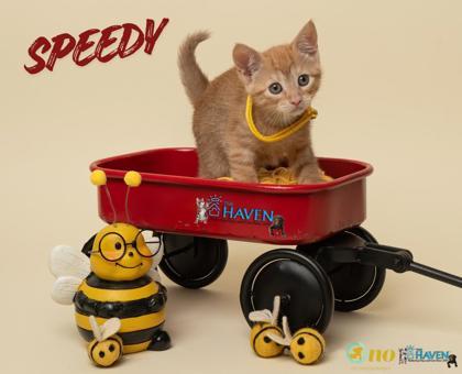 Enlarge Speedy, a Adoptable mixed breed in Fairhope, AL image 1/1