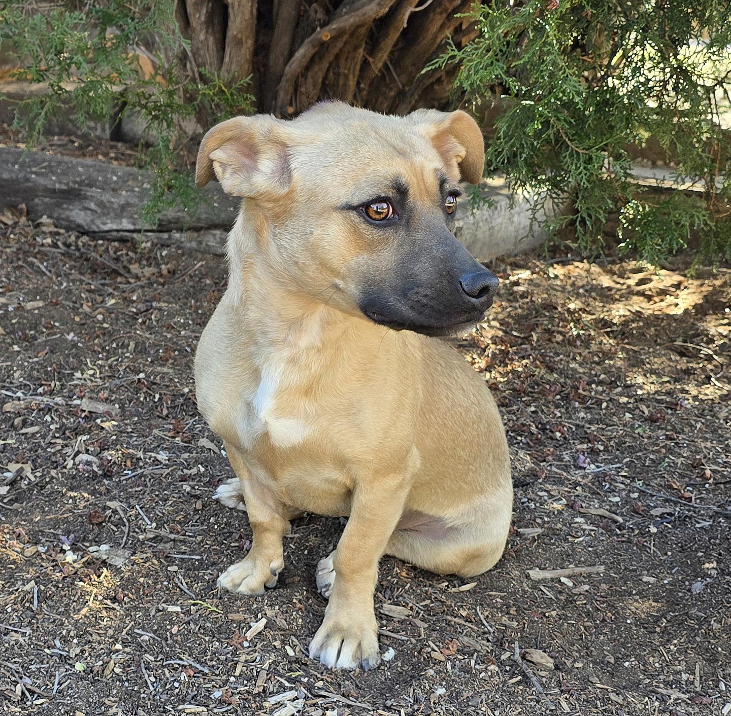 Enlarge Magnetic Ms Millie - Cuddly Corgi, a Adoptable Shih Tzu in Albuquerque, NM image 1/1