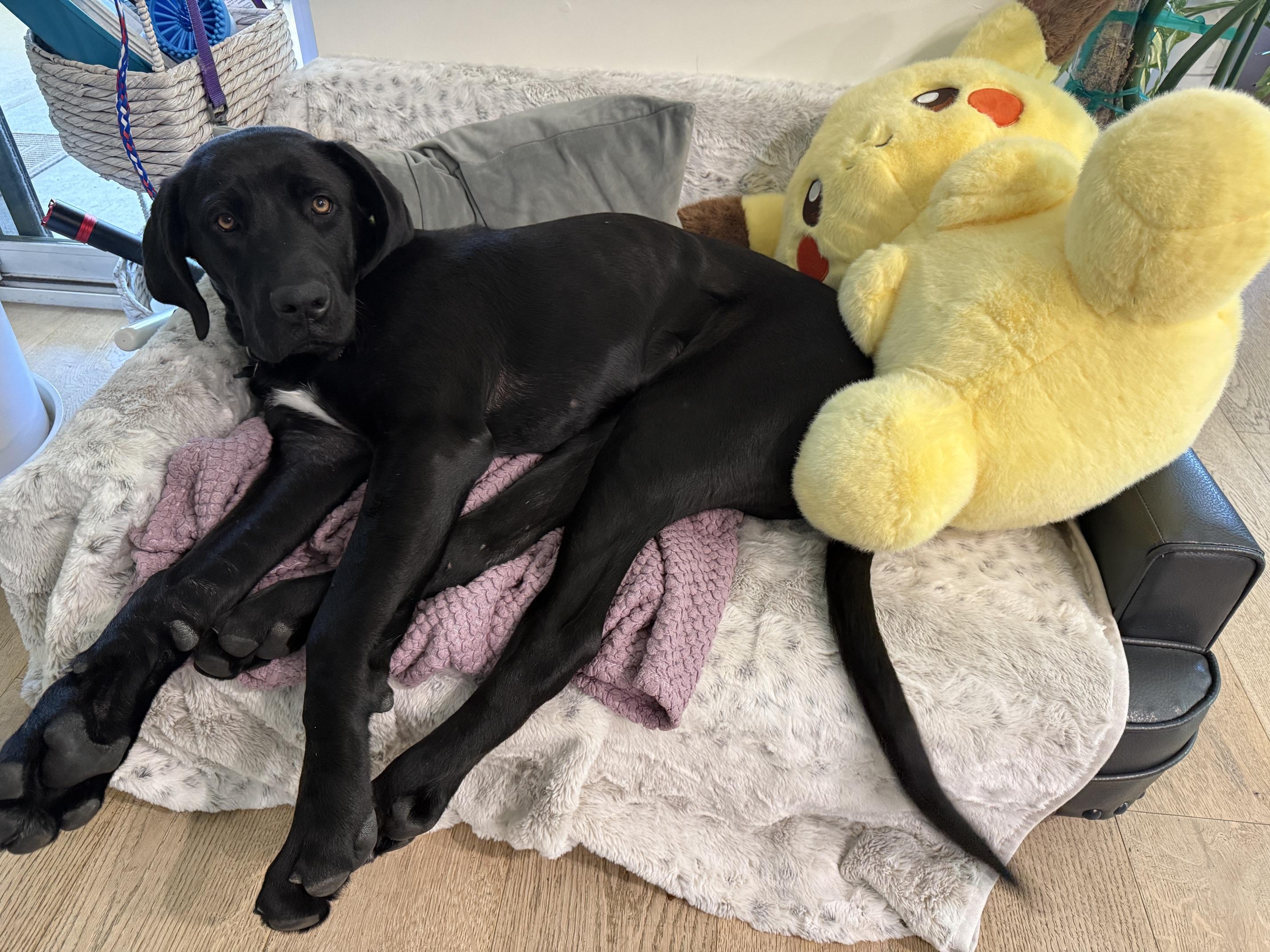 River, a ADOPTABLE Mixed Breed in Sacramento, CA image 3/5