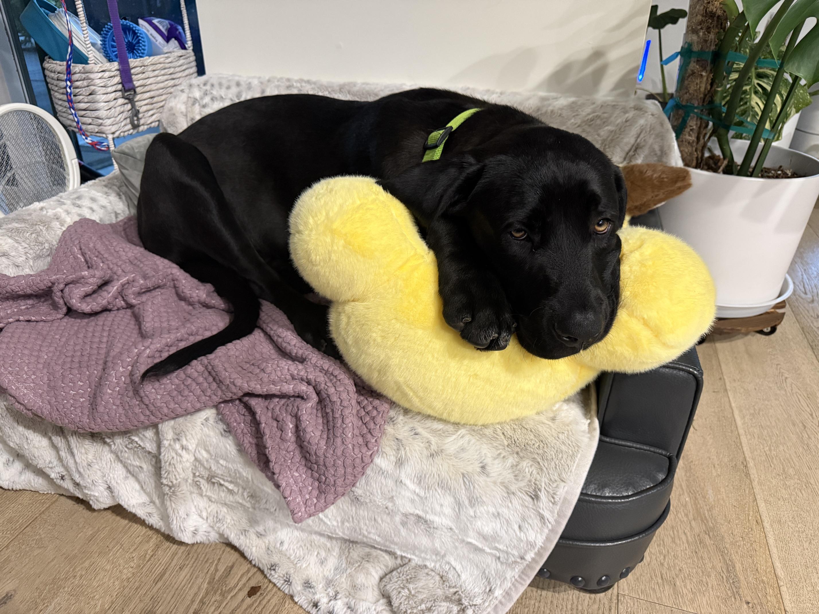 River, a ADOPTABLE Mixed Breed in Sacramento, CA image 2/5