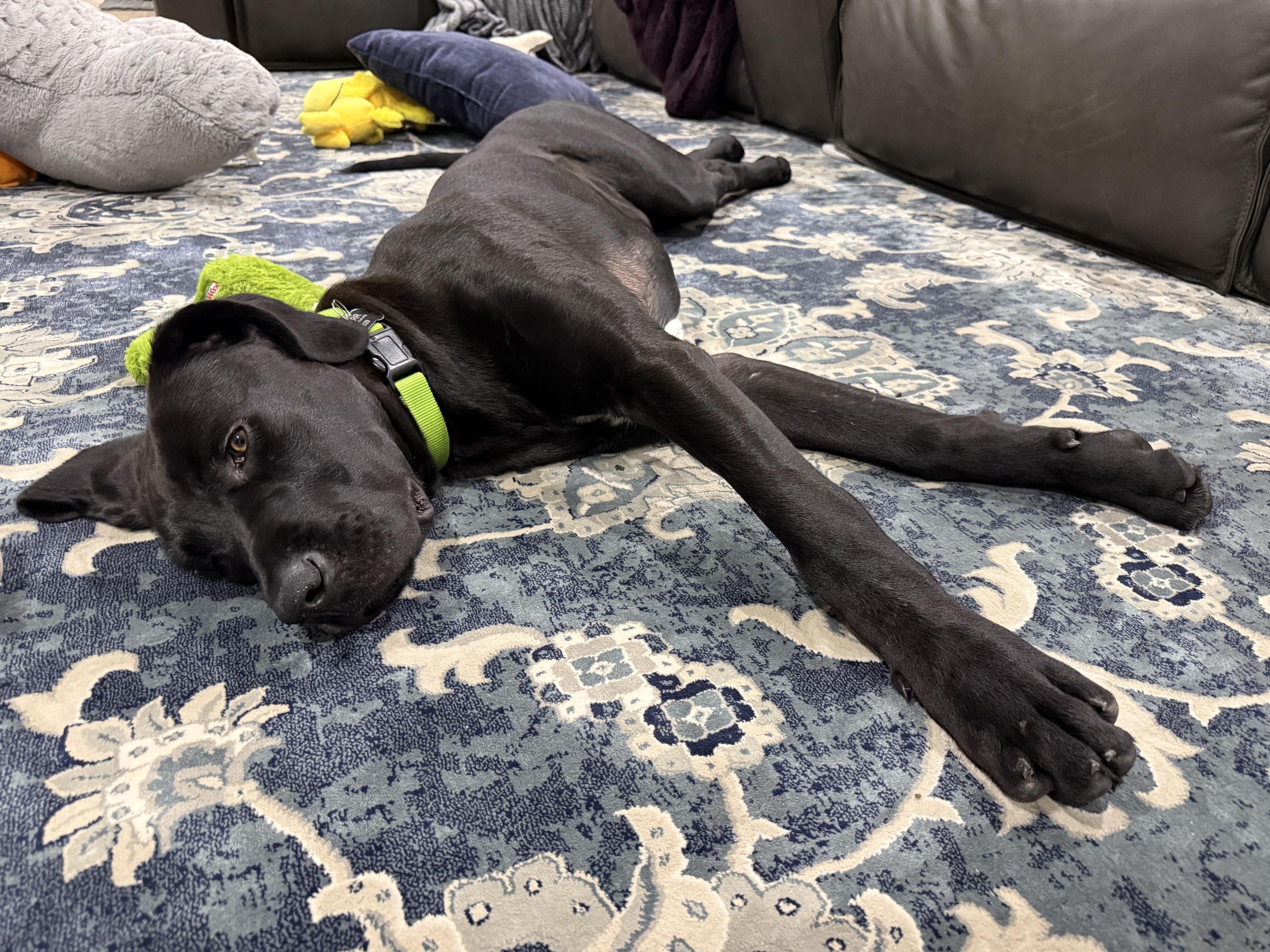 River, a ADOPTABLE Mixed Breed in Sacramento, CA image 5/5