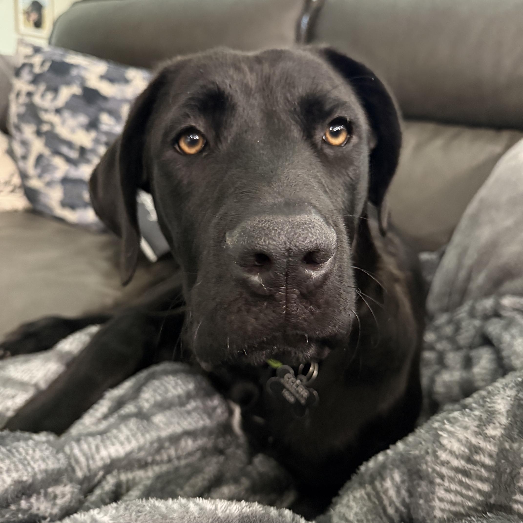River, a ADOPTABLE Mixed Breed in Sacramento, CA image 1/5