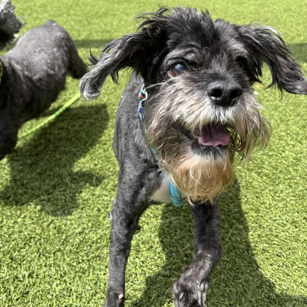 Greg, Adoptable, Senior Male Mixed Breed.