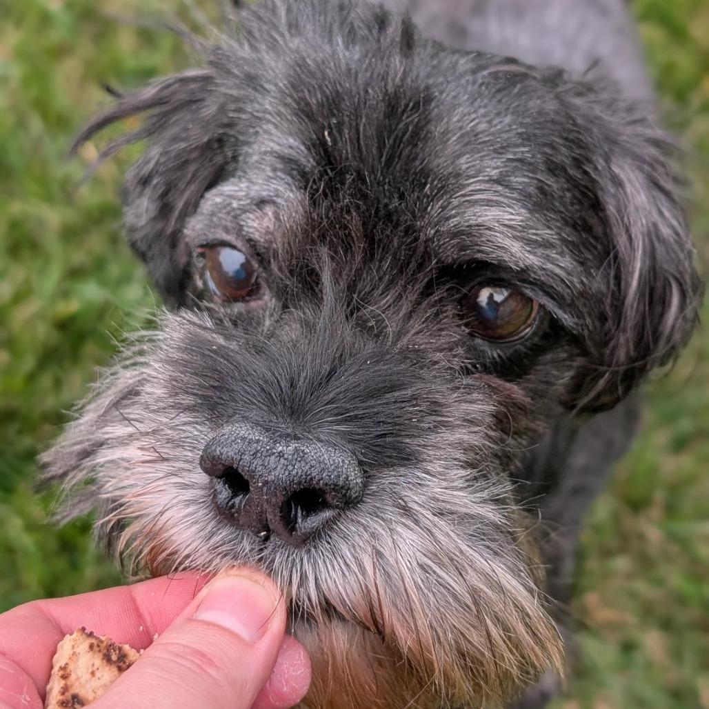 Greg, a Adoptable Mixed Breed in Washington Township, OH image 2/6