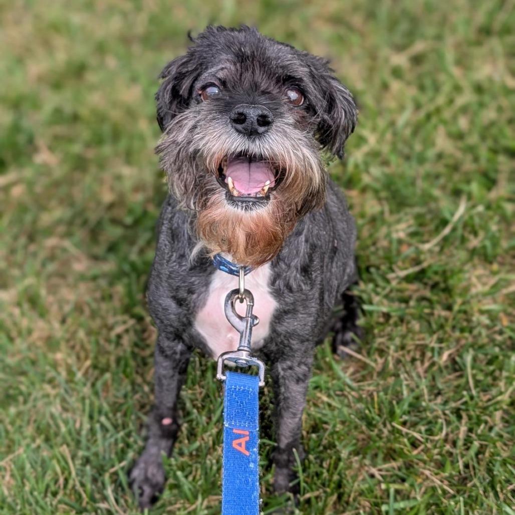 Greg, a Adoptable Mixed Breed in Washington Township, OH image 3/6