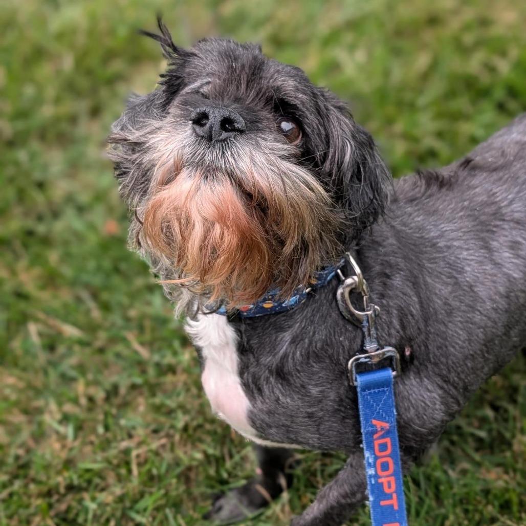 Greg, a Adoptable Mixed Breed in Washington Township, OH image 4/6